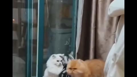 Funnycats