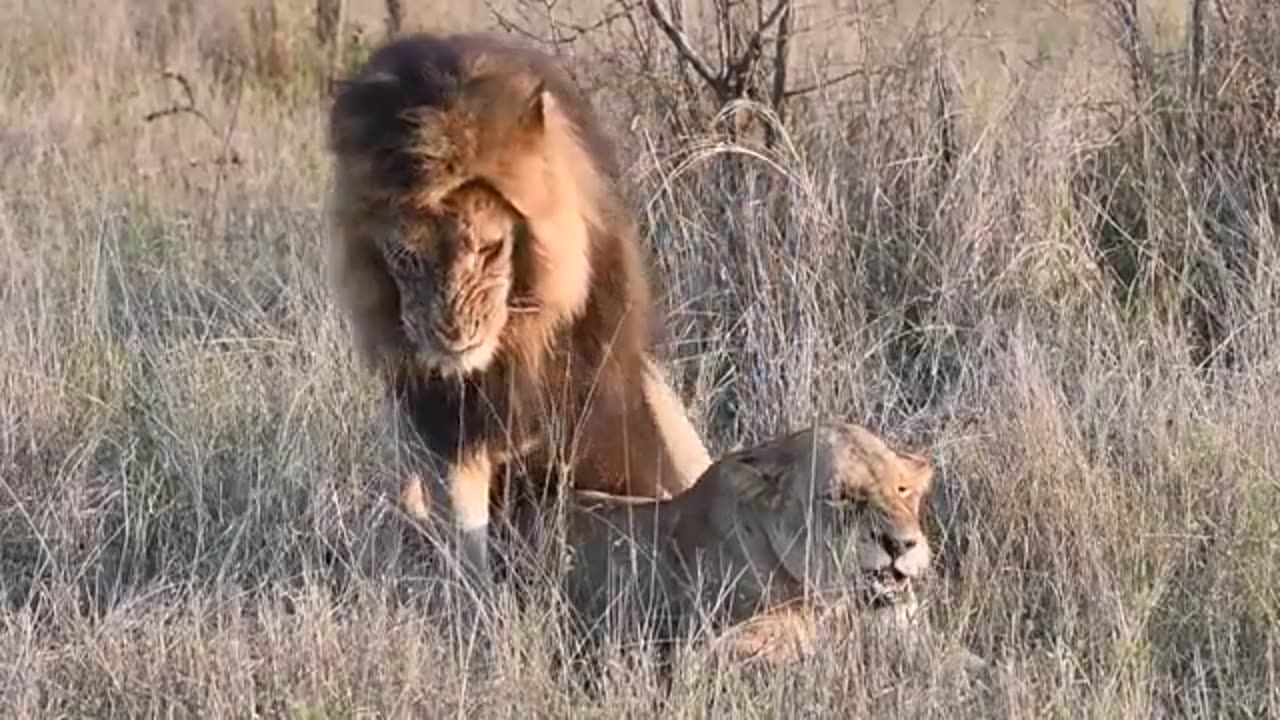 Beautiful Male Lions