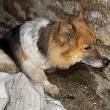 A Faithful Dog Mourning His Lost Friend