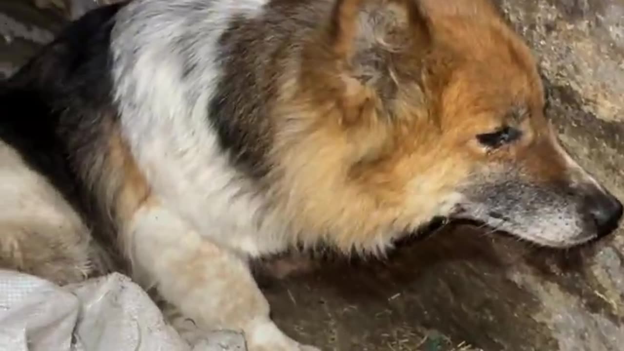 A Faithful Dog Mourning His Lost Friend