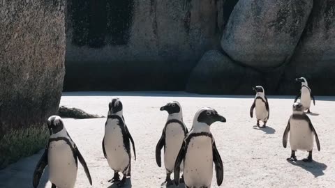 Penguins fun