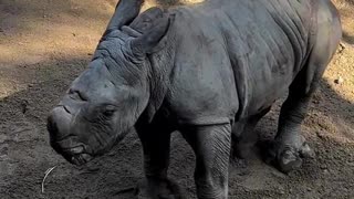 rhinoceros
