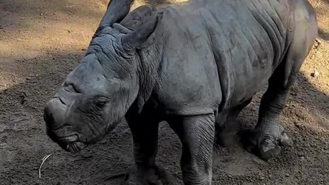 rhinoceros