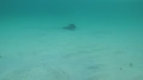 Wild Stingray at St John USVI