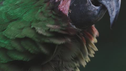 Animal