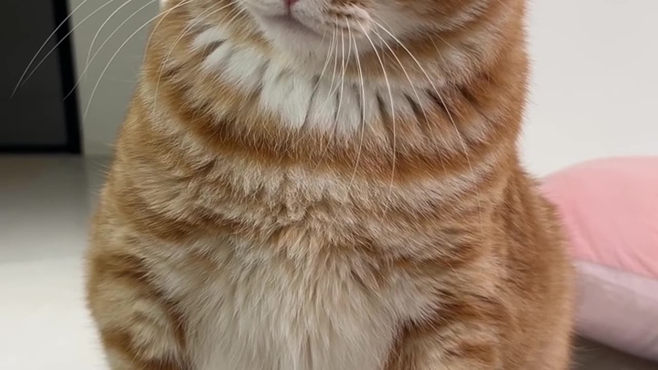 Cute cat