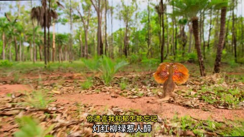 the wild life amazing video part 6
