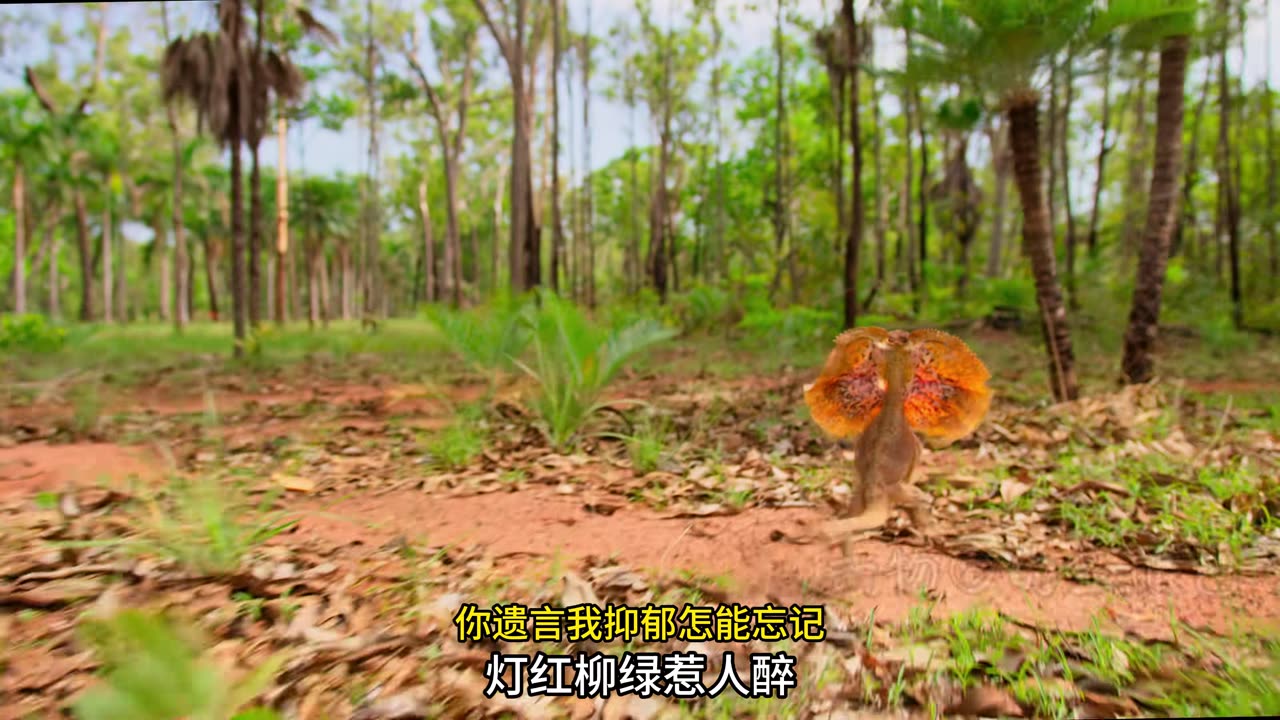 the wild life amazing video part 6