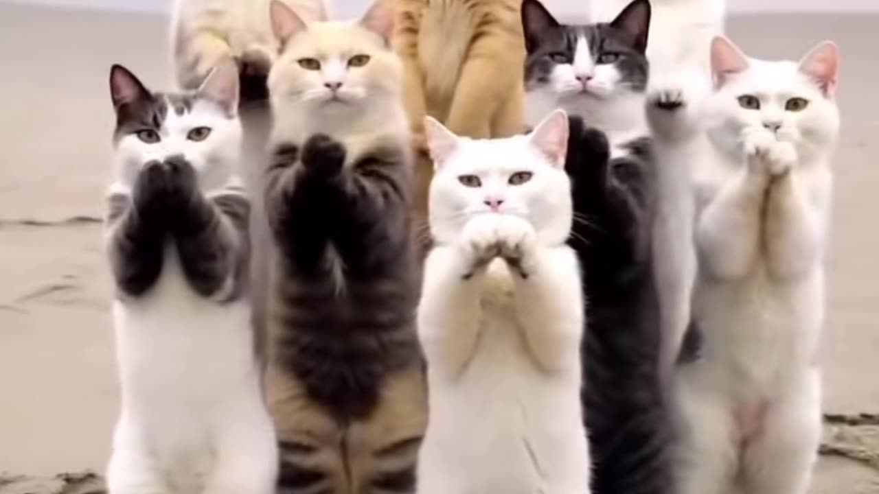 Os Animais