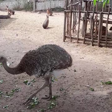 ñandú
