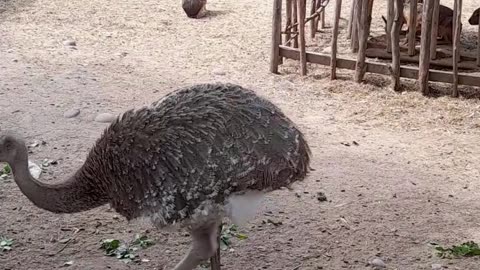 ñandú