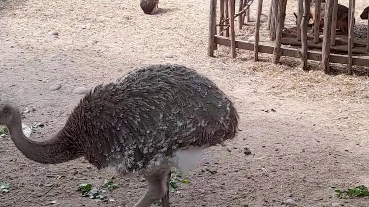 ñandú