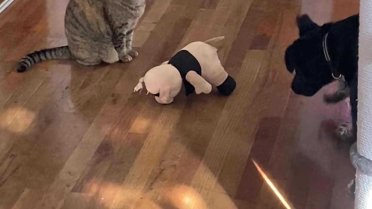 He Just Wants His Pig