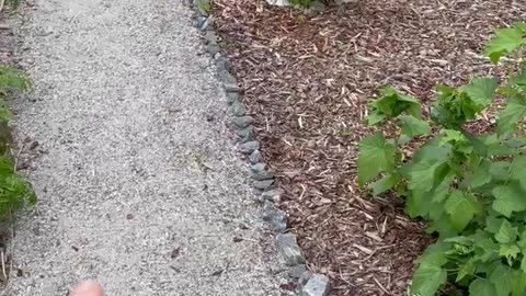 Apples and Berries