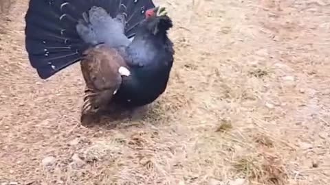 🤯✨ Unheard Animal Noises That Will Surprise You! | FeedMyCuriosity