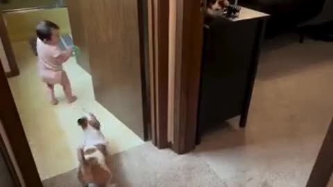 Funny Dog