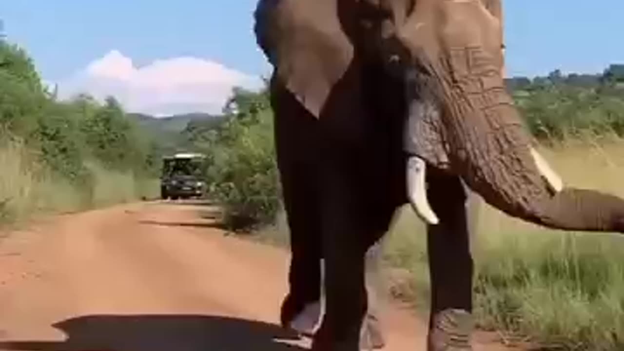 Dancing Elephant In Farm