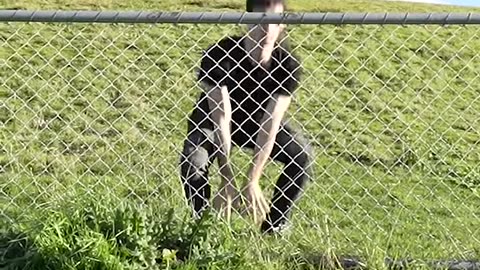 These Animals Said NO to Fences!