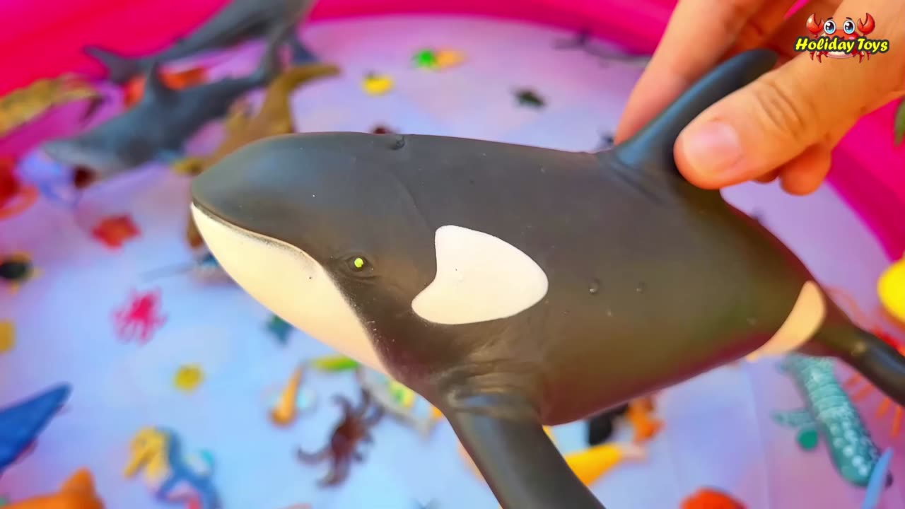 Looking For Rare Yellow Angler Fish Under the Lagoon