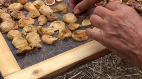 Fichi secchi per l'inverno