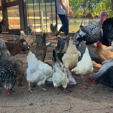 Watermelon for Breakfast!!!