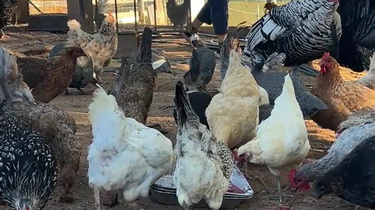 Watermelon for Breakfast!!!