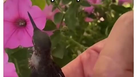 Humming Bird Rescue