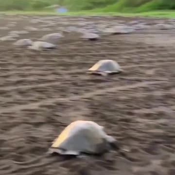 Sea turtles in Costa Rica