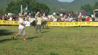 Zećo od Galić-Lončar vs Golub od Grabeš-Radoš Batin 2025