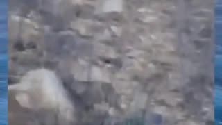 3 times Giants were caught on Camera