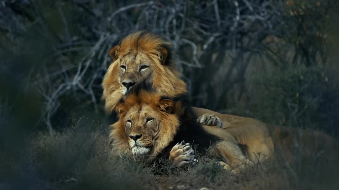 2 lion brothers