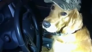 🐶😂 Golden Retriever Steals the Show at a Police Stop! | FunFM