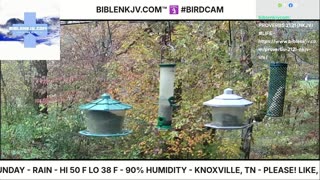 BIBLENKJV.COM™ 🛐 11/02/2025 #LIVE #BIRDCAM #WEATHER