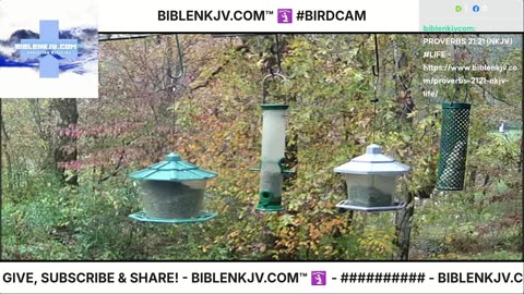 BIBLENKJV.COM™ 🛐 11/02/2025 #LIVE #BIRDCAM #WEATHER