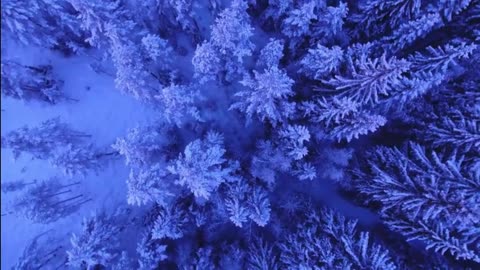 Snowy Trees Winter Sounds | Best Ambient Sounds for Snow-Covered Forests & Winter Scenes