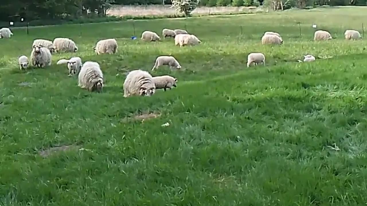 Schäfchen