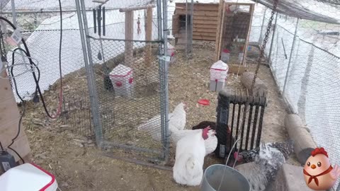 Chicken Live Stream