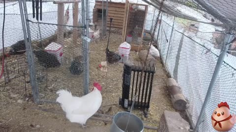 Chicken Live Stream