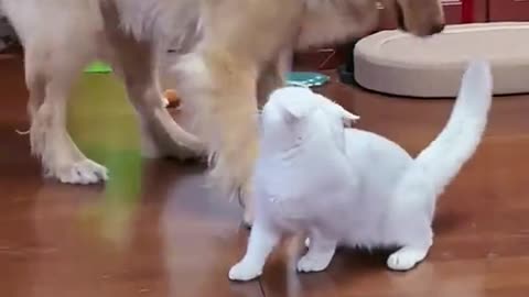 Funny pet
