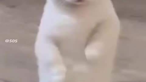 Fasts cats