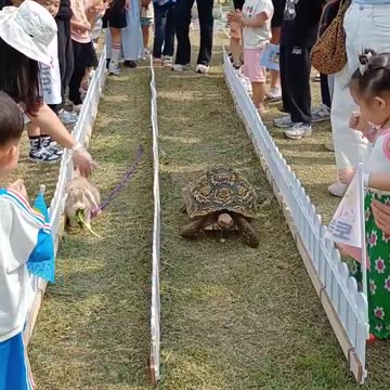 The turtle and the hare story 🤣