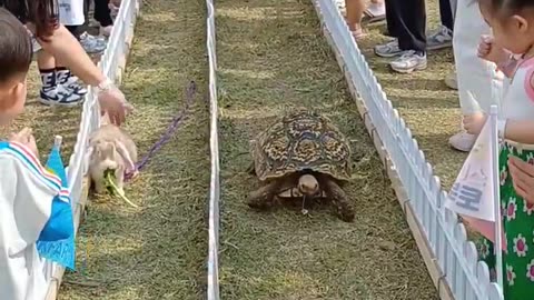 The turtle and the hare story 🤣