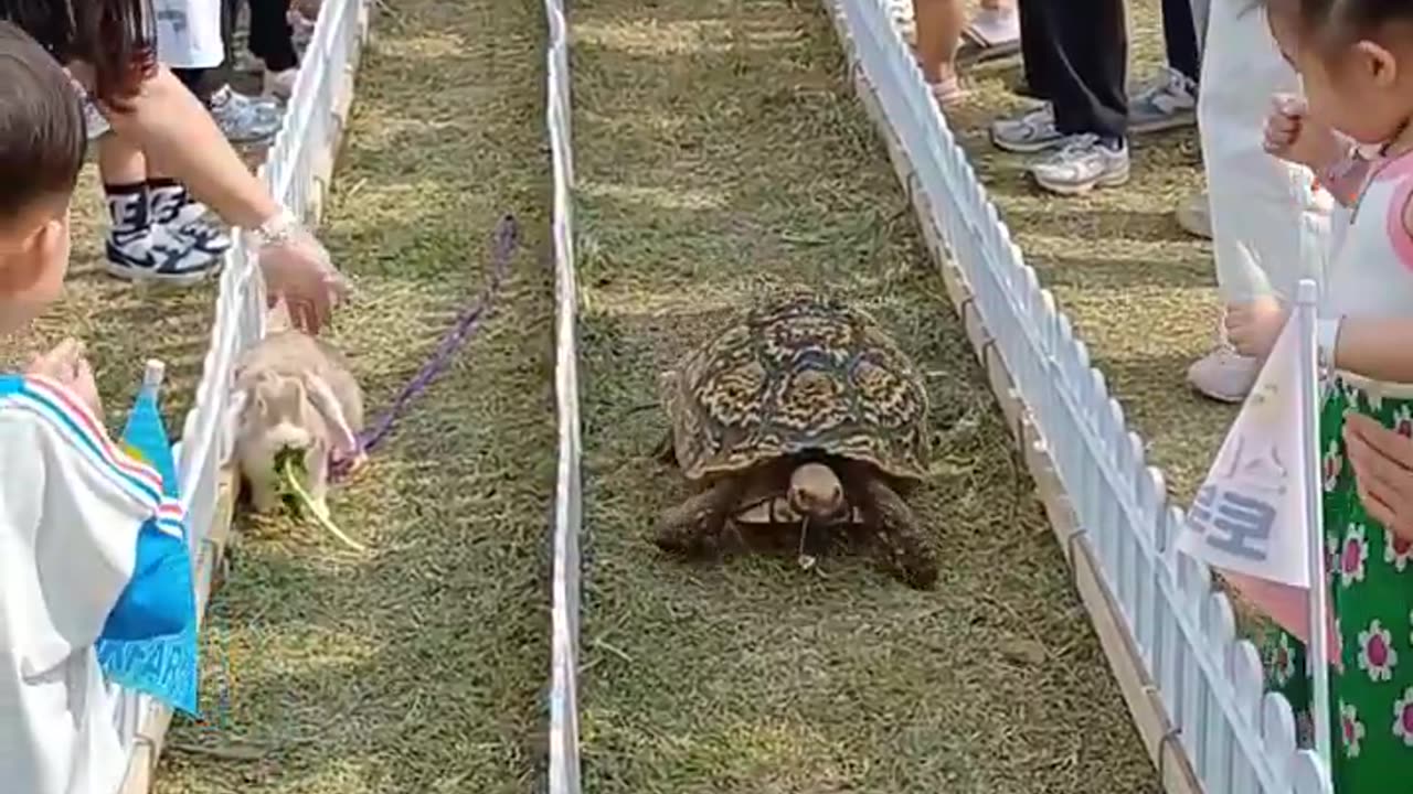 The turtle and the hare story 🤣