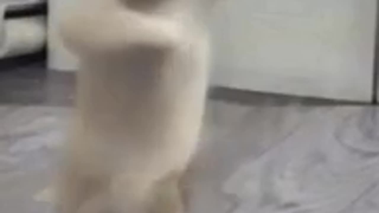 The dancing cat 😺