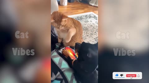 Funny Cat PART 2