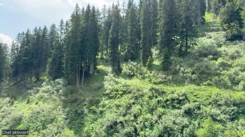 Erholung und Spaziergang im Wald - 26.06.2025