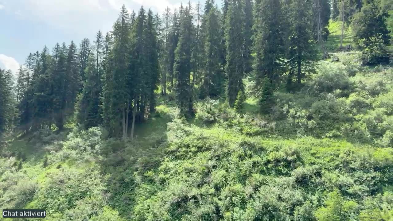 Erholung und Spaziergang im Wald - 26.06.2025
