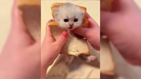 cute cats 😘😍