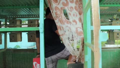 100 pairs of African lovebirds