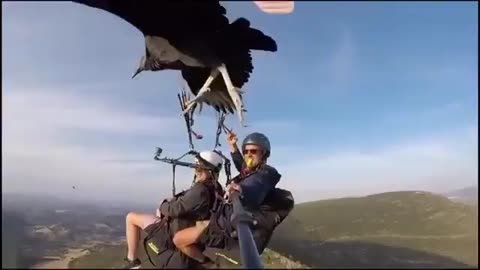 Vulture hitches a ride on a selfie stick